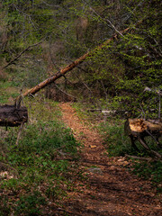 Sunlit pathway through green forest with brown forest floor and wood logs