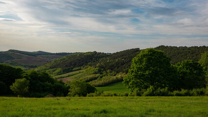 Green grass field with trees and bushes under blue sky