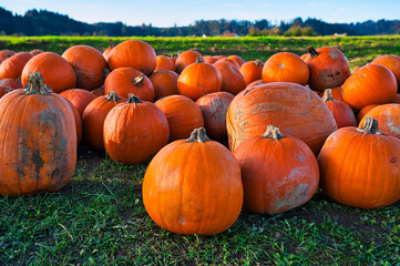 A group of pumpkins in a field ready for the Halloween season.