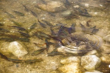 Fish in the natural pond.