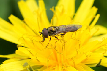Obraz premium Closeup on a short melanostoma or Variable duskyface fly, Melanostoma mellinum on a yellow dandelion flower