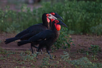 Southern Ground Hornbills Marching © Etienne