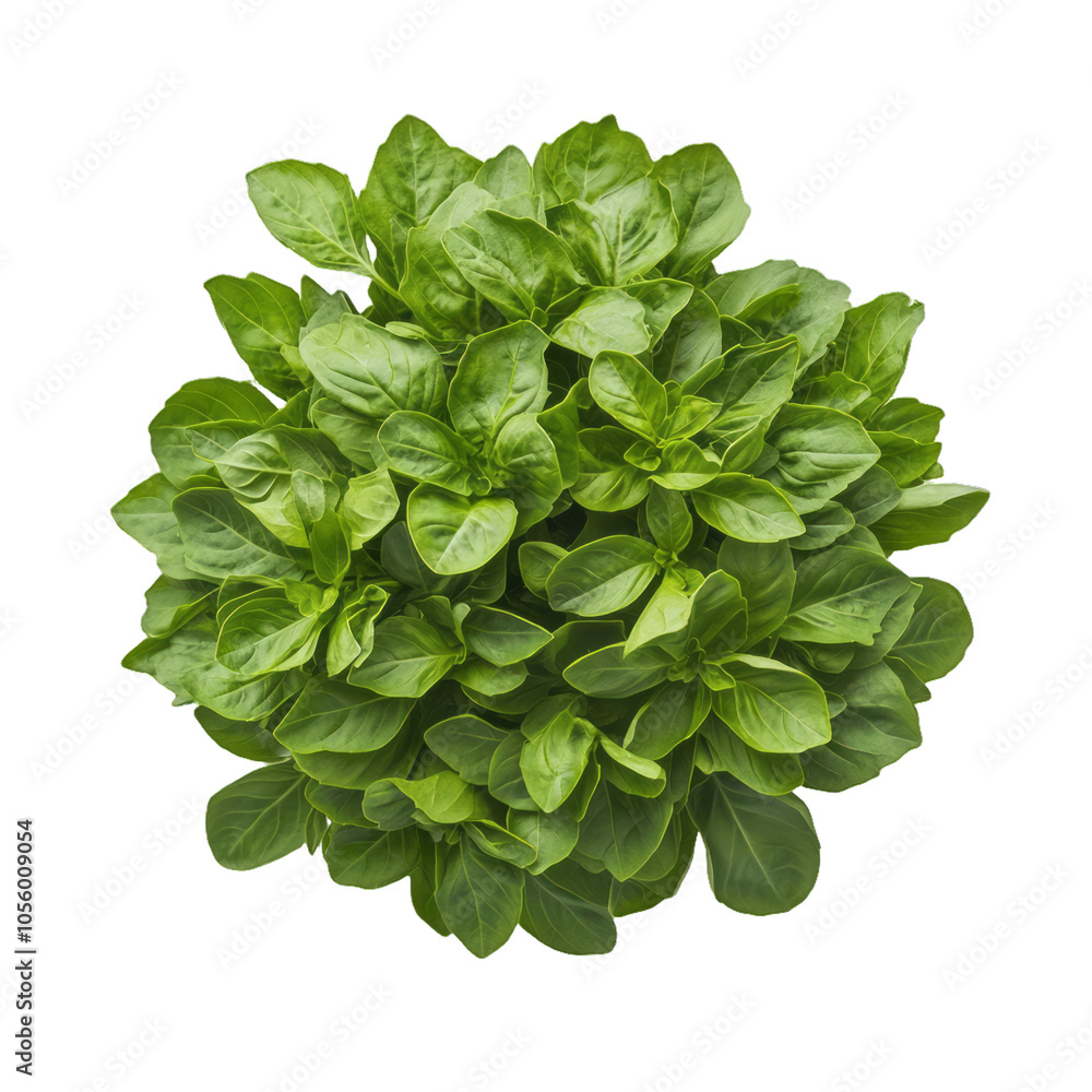 Poster cluster of basil leaves with soft texture and deep green color freshly picked isolated on a transpar