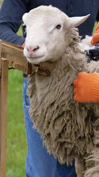 Shearing machine cutting wool of a sheep. Farmer shearing sheep with electric clipper outdoors. A beautiful sheep standing calmly on a farm. Vertical video
