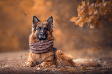 portrait of stunning long haired german shepherd dog with knitted scarf laying on ground near oak on forest landscape in golden autumn