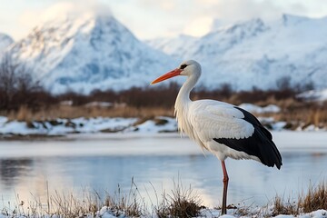 Fototapeta premium Stork at winter on the ground 