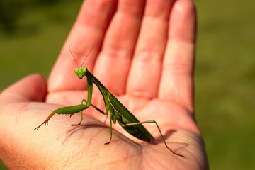 Praying  green mantis on palm