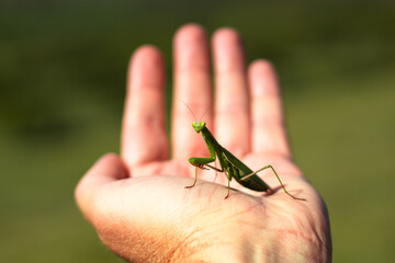 Praying  green mantis on palm