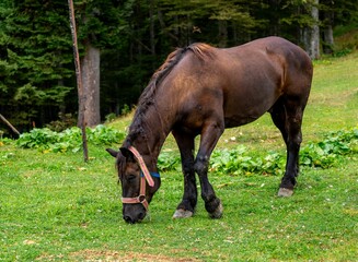 Brown horse grazing in a green meadow with lush trees in the background