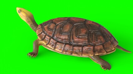 Naklejka premium tortoise with white background