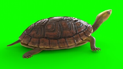 tortoise with white background
