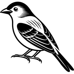 Obraz premium Scarlet Tanager vector silhouette 