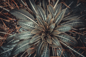Obraz premium A detailed close-up of a green plant with lush leaves spreading on the forest floor, surrounded by pine needles. The vibrant leaf veins and natural textures create a fresh, earthy scene.