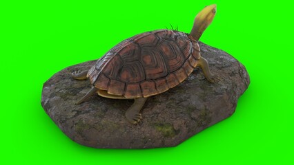 turtle climbing on a rock with green background