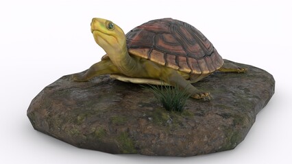 turtle climbing on a rock with white background