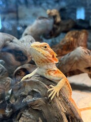 Portrait of a Bearded Dragon in a Natural Terrarium Setting