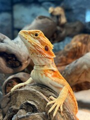 Portrait of a Bearded Dragon in a Natural Terrarium Setting