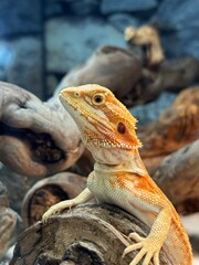 Portrait of a Bearded Dragon in a Natural Terrarium Setting