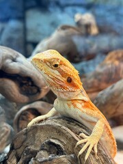Portrait of a Bearded Dragon in a Natural Terrarium Setting