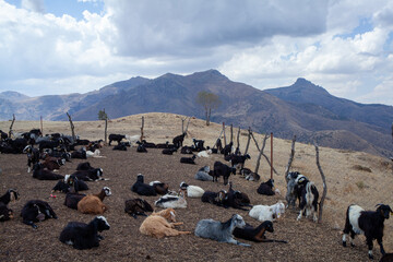 In a mountainous landscape, a large herd of goats rests and grazes within a fenced area,. It is a part of nomadic life