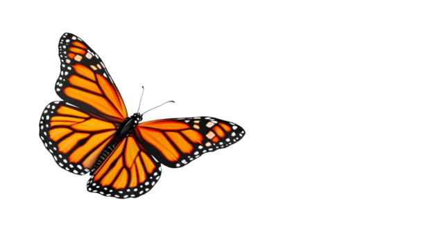 A butterfly with colorful watercolor on a transparent background PNG