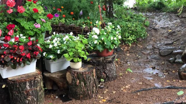 warm summer rain in a country garden watering potted flowers geranium and begonia