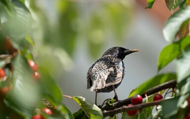 Starling perched on a cherry tree branch with ripe red cherries and green leaves in a garden