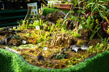 Decorative composition with carnivorous plants. Growing carnivorous plants at home