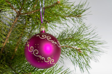 Pink Christmas glass ball hangs on pine tree on white background. Copy space for text