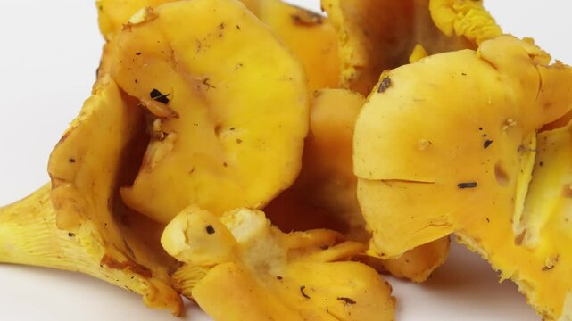 plusieurs champignons girolles, en gros plan, sur un fond blanc