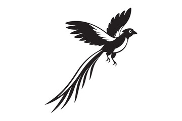 Resplendent Quetzal Silhouette vector illustration, Resplendent Quetzal Silhouette 