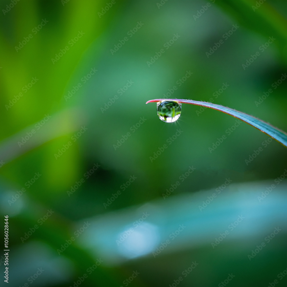 Wall mural morning dew dropping on a grass a green leaf water droplet close up photography standing still on a 