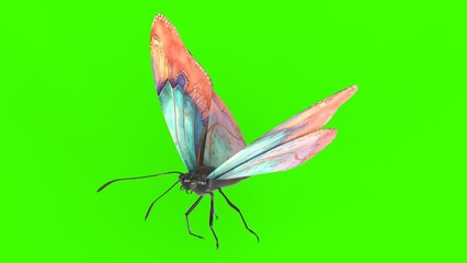 colorful butterfly with green background