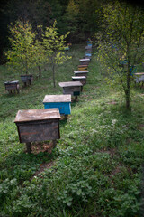 Apiary in the forest. Autumn. Large-scale panorama of a bee farm. Harmony in the bee paradise. Lawn with bee hives. Fruit trees along the bee farm.
