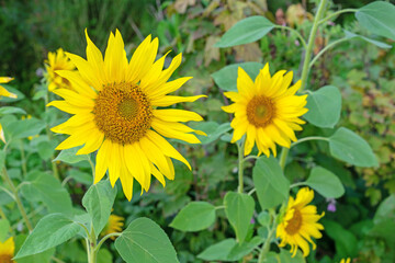 Yellow sunflowers bloom in a summer meadow.
