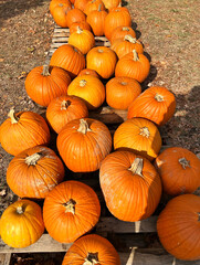 Pumpkins