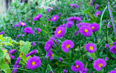 Naklejka premium Purple Aster Symphyotrichum novi-Belgii or Michaelmas Daisy in autumn garden.