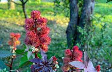 Red castor oil fruits or Ricinus communis from which castor oil is produced.