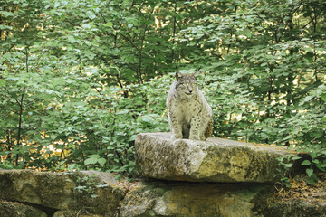 Luchs sitzend auf Felsvorsprung