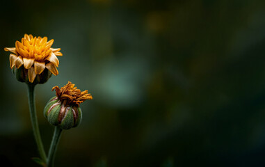 macro photography of wildflowers blooming close up flowers bokeh blurred background copy space for text