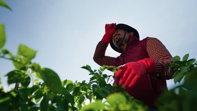 Male farmer working hard in the middle of a green potato field, under the sunlight, standing wiping sweat while working, evaluating agricultural plant