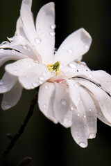 Magnolia stellata with water droplets