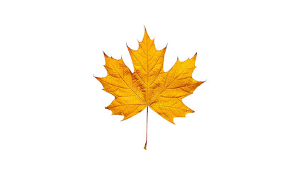 Fototapeta premium Golden maple leaves, simple shapes on a transparent background. PNG