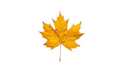 Golden maple leaves, simple shapes on a transparent background. PNG