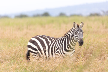 Steppenzebras
