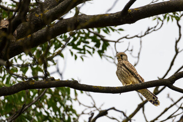A brown european kestrel (Falco tinnunculus) sitting on a branch in a tree
