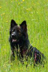 A purebred german shepard dog sitting in the grassland