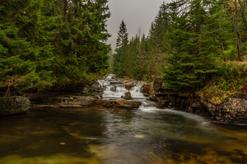 forest landscape with trees and small waterfalls