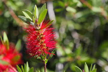 Callistemon or Bottlebrush bright red flower in bloom under sunshine