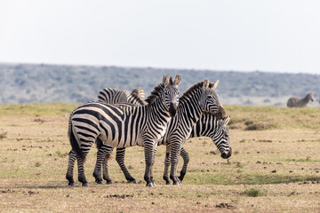 Steppenzebras
